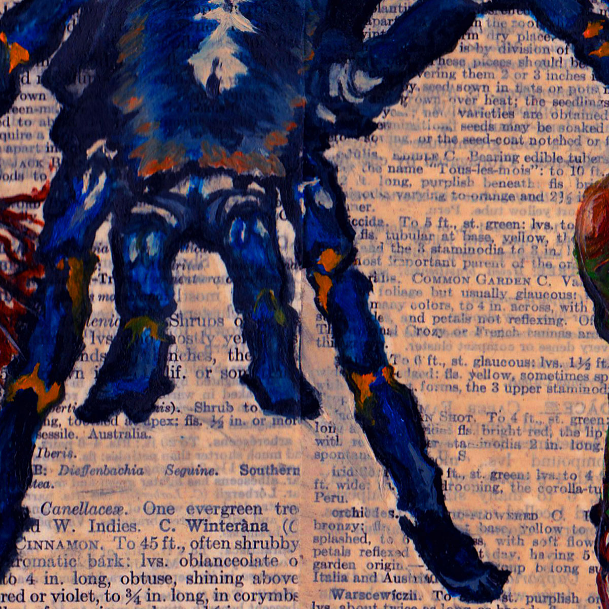 Cobalt Blue Tarantula - Detail